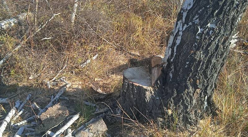 В Варненском районе полицейский задержал незаконного лесоруба